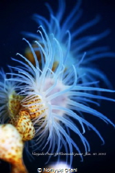 Gorgonian Wrapper
Nemanthus sp. 
they are generally fou... by Noriyuki Otani 
